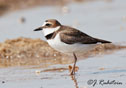 Charadrius wilsonia